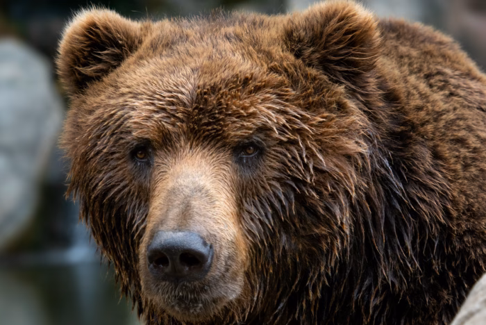Teaching an Old Bear New Tricks